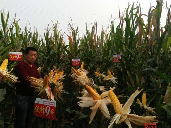 2014年應縣田間觀摩會